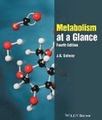 Metabolism at a Glance