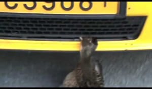 Fågelturken, Skogsturken, Gitarrturken. Fågelturken.