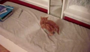 En katt som överreagerar på sin spegelbild