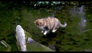 Katt som fiskar genom isen