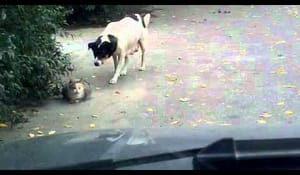 Hund smyger sig på en katt