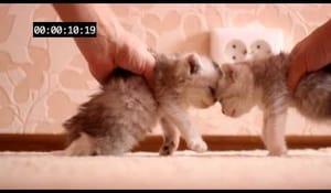Krocktest på kattungar
