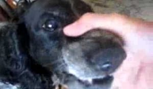 Fusk-pratande hund
