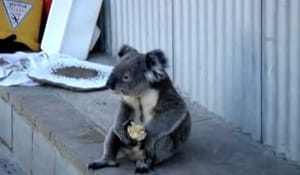 Deppig koala tänker över sitt liv