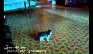 Kattunge som är livrädd för en tennisboll