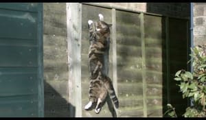 Anti gravitations katten!