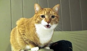 Katt-rappare 