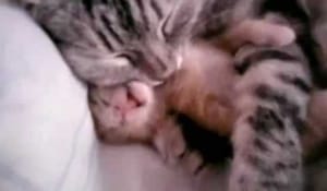 Utan tvekan världens sötaste katt och kattunge