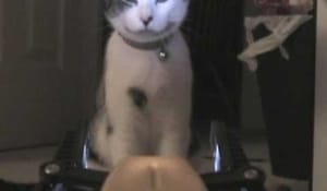 Katt vs robot