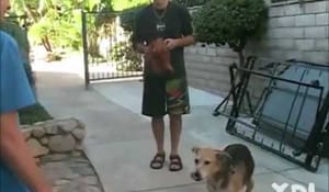 Samling med idioter till hundar