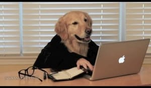 En hund som helt enkelt lever livet