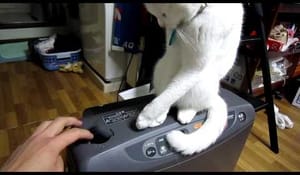 Katt vs sin ägare