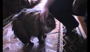 En katt som verkligen inte vill vara med..