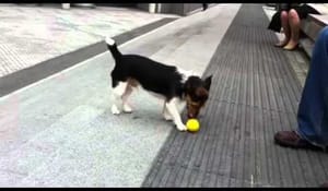 Hund som inte får uppmärksamhet och bollar med sig själv
