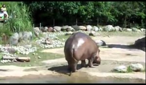 Flodhäst som får en våldsam bajs-attack