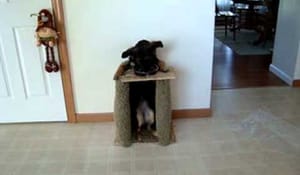 Annorlunda sätt som hunden äter på..