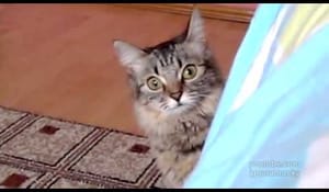 Dramatisk katt med en plan